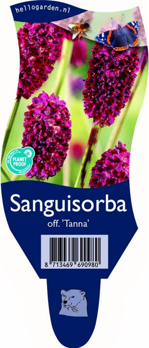 Sanguisorba o. 'Tanna' - P11